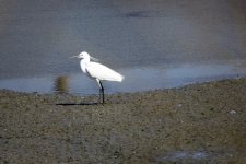 Little Egret.jpeg