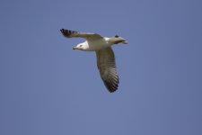 Black-Tailed Gull ?.jpeg