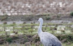 sand crane.JPG