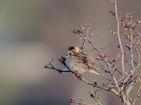 Reed Bunting_09032020.jpg