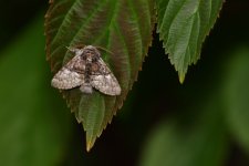 20200503 (4)_Nut-tree_Tussock.JPG