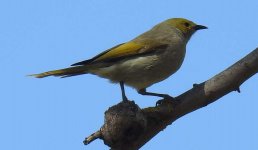 BF White-plumed Honeyeater thread.jpg