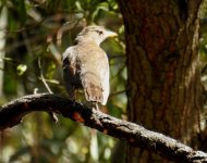 BF Grey Shrikethrush thread.jpg