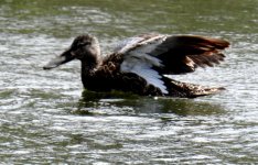 BF Australasian Shoveler thread.jpg