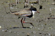 BF Red-kneed Dotterel thread.jpg