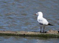 BF Silver Gull thread.jpg