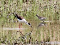 Black-Winged Stilt & Wood Sandpiper.jpeg