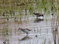 Marsh Sandpiper (front) - Wood Sandpiper (rear).jpeg