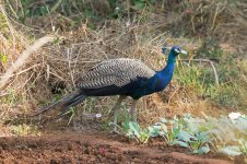 Peafowl-(10)-800web.jpg