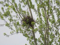 Home Sweet Home - Oriental Magpie Nest.jpeg