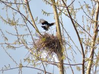 Oriental Magpie nest building.jpeg