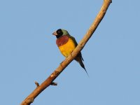 black faced gouldian.JPG