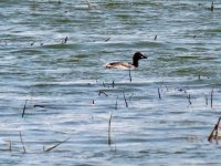 Little Grebe.jpeg