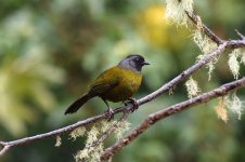 large footed finch.JPG