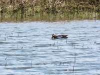 Garganey.jpeg