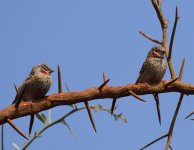 cut throat finch.jpg