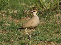 somali courser2.JPG