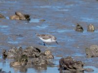 Sandpiper 20 feb 15 (1 of 1).jpg