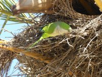 Monk Parakeet_1.jpg