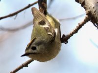 Goldcrest.jpeg