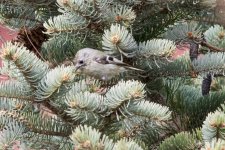 Goldcrest (1).jpeg