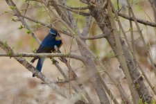 Red-Flanked Bluetail (1).jpeg