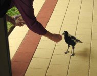 BF Australian Magpie titbit thread.jpg