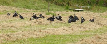 BF Straw-necked Ibis thread.jpg