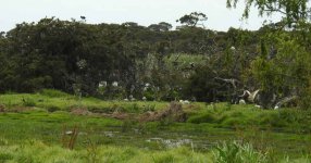 BF Australian & Straw-necked Ibis thread.jpg