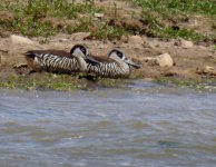 BF Pink-eared Duck thread.jpg