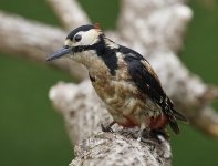 Woodpecker_.jpg