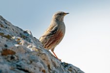 Alpine-Accentor-(4)-800web.jpg