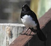 BF Willie Wagtail thread.jpg