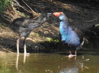 BF Australasian Swamphen thread.jpg