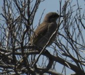 BF Singing Honeyeater thread.jpg