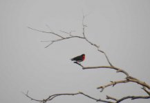 BF Mistletoebird thread.jpg