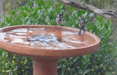 BF New Holland Honeyeater thread.jpg