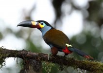 plate billed mountain tanager.JPG