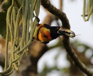 collared aracari feeding.JPG