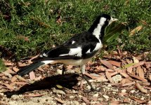 BF Magpie Lark female thread.jpg