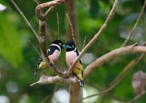 black and yellow broadbill.JPG