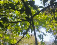 green broadbill.JPG