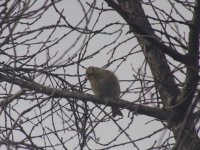 American Goldfinch_3.jpg