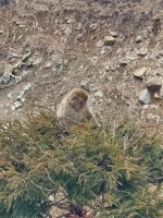 Snow Monkey 3 resized.jpg