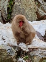 Snow Monkey 5 resized.jpg