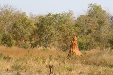 20200111 (42)_Termite_Mound.JPG