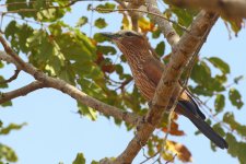 20200111 (44)_Purple_Roller.JPG