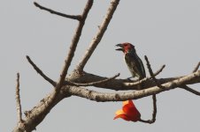 20200111 (46)_Vieillots_Barbet.JPG