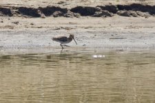 Pin-Tailed Snipe.jpeg