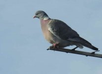 BF Wood Pigeon lockdown thread.jpg